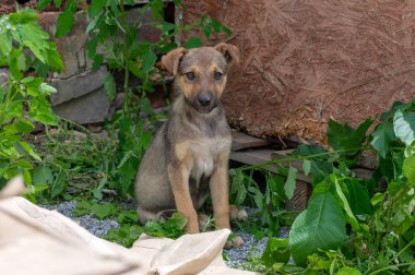 Evsiz, şirin bir köpek yavrusu. Barınaktaki köpek. Yalnız ve terk edilmiş bir köpek