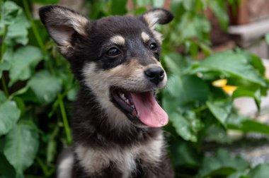 Dışarıda sevimli evsiz köpek yavrusu var. Barınaktaki köpek. Yalnız ve terk edilmiş bir köpek