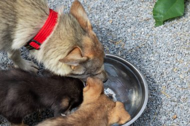 Barınaktaki köpekler kaseden su içer. Tatlı melez köpekler kaseden su içiyorlar.
