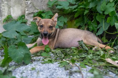 Evsiz, şirin bir köpek yavrusu. Barınaktaki köpek. Yalnız ve terk edilmiş bir köpek