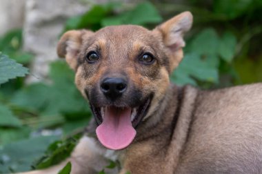 Evsiz, şirin bir köpek yavrusu. Barınaktaki köpek. Yalnız ve terk edilmiş bir köpek