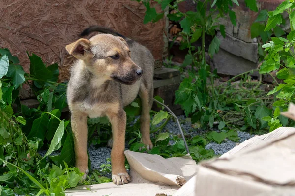 집없는 강아지를 풀어놓았다 대피소에 외롭고 — 스톡 사진