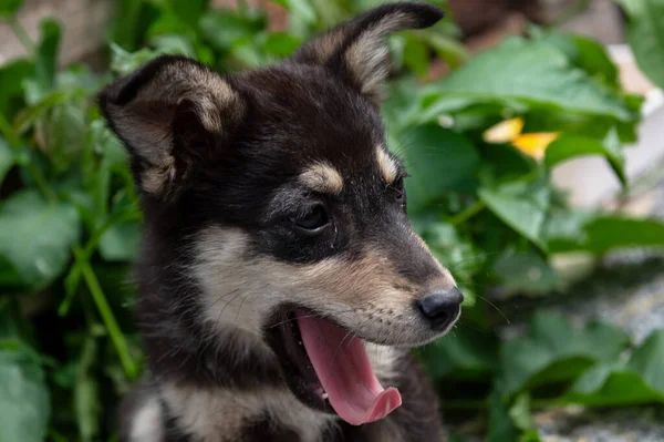 stock image Cute homeless puppy outdoor. Dog at the shelter. Lonely and abandoned dog