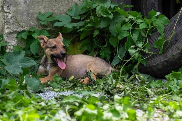 Evsiz, şirin bir köpek yavrusu. Barınaktaki köpek. Yalnız ve terk edilmiş bir köpek