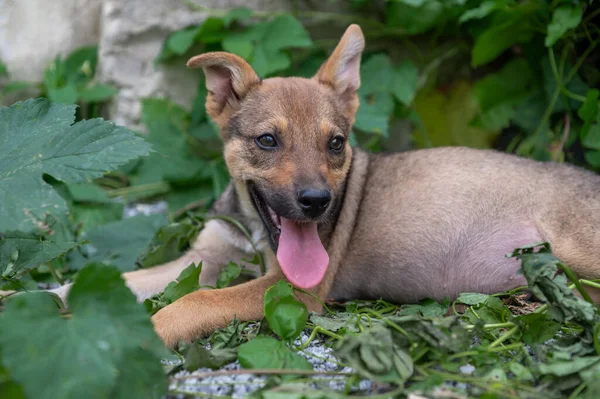 Leuke Dakloze Rode Puppy Buiten Hond Het Asiel Eenzame Verlaten — Stockfoto