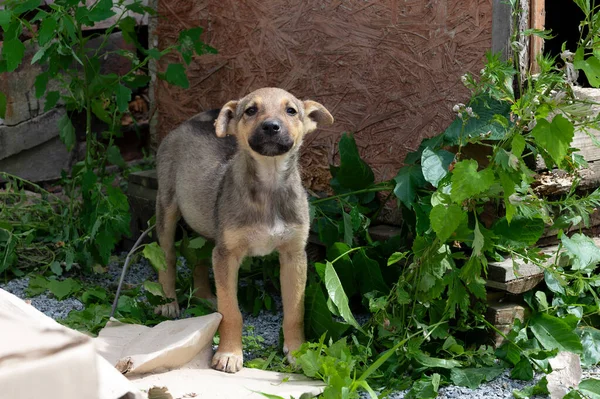 Χαριτωμένο Άστεγο Κόκκινο Κουτάβι Έξω Σκύλος Στο Καταφύγιο Μοναχικός Και Royalty Free Εικόνες Αρχείου