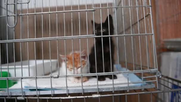 檻の中の黒猫と赤猫 避難所でホームレスの猫 猫は養子縁組を待っています — ストック動画