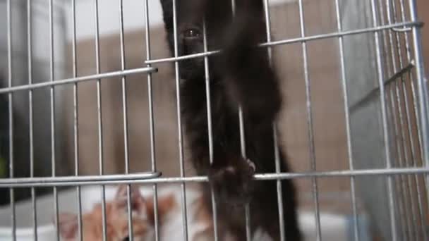 Barınaktaki Kafeste Evsiz Bir Kedi Kara Kedi Patisini Kamera Lensine — Stok video