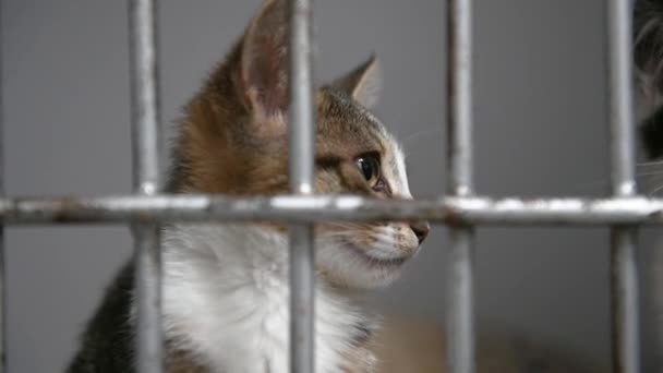 Barınaktaki Kafeste Evsiz Bir Kedi Kedi Evlat Edinilmeyi Bekliyor — Stok video