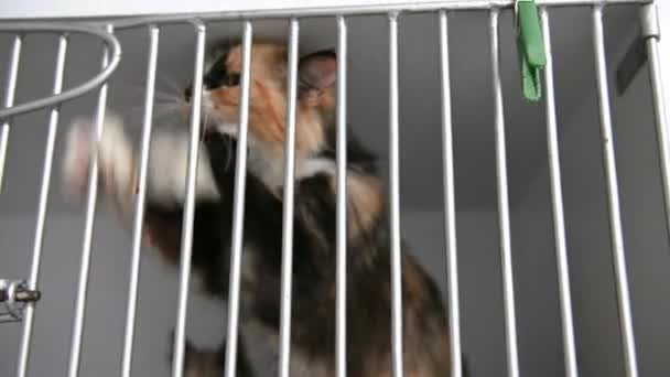 Dakloze Kat Een Kooi Een Opvanghuis Cat Wacht Adoptie — Stockvideo