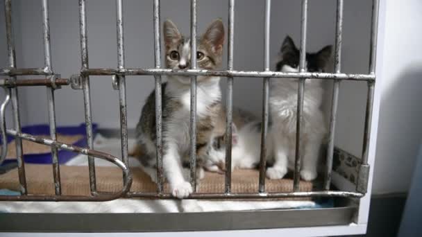 躲藏在笼子里的无家可归的猫 猫在等人收养 — 图库视频影像