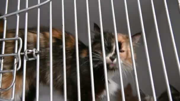 Homeless Cat Cage Shelter Cat Waiting Adoption — Stock Video