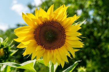 Ayçiçeği yaklaş. Tarlada güzel ayçiçeği açar. Ayçiçeği tarlası
