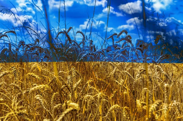 Пшеничне Поле Колючим Дротом Світова Концепція Продовольчої Кризи Кінець Угоди — стокове фото