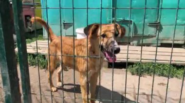 Hayvan barınağındaki köpek evlat edinilmeyi bekliyor. Hayvan barınağındaki evsiz köpek portresi. Köpek kulübeleri kilitli.