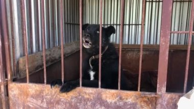 Hayvan barınağındaki köpek evlat edinilmeyi bekliyor. Hayvan barınağındaki evsiz köpek portresi. Köpek kulübeleri kilitli.