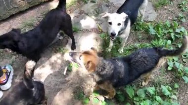 Barınakta başıboş köpekler var. Çitlerin arkasında bir sürü büyük köpek var.