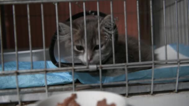 Obdachlose Katze Einem Käfig Tierheim Katze Wartet Auf Adoption — Stockvideo