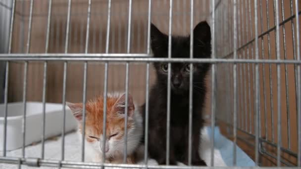 Bezdomny Kot Klatce Schronisku Cat Czeka Adopcję — Wideo stockowe