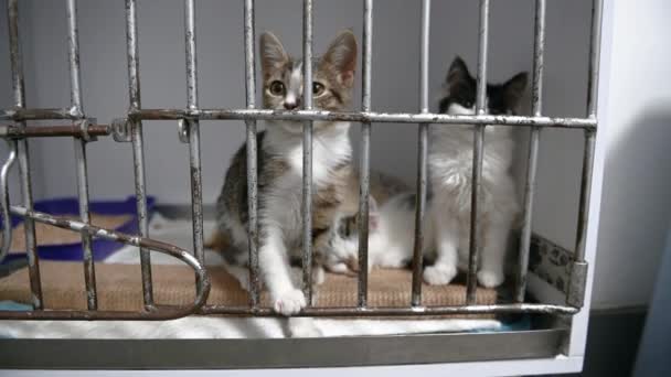Gato Sem Teto Uma Jaula Abrigo Cat Está Espera Adopção — Vídeo de Stock