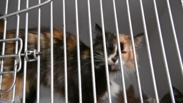 Gato Sin Hogar Una Jaula Refugio Cat Está Esperando Adopción — Vídeo de stock