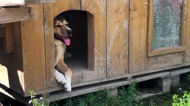 Πορτρέτο Άστεγου Σκύλου Που Κάθεται Μέσα Σκυλόσπιτο Σκύλος Στο Καταφύγιο — Αρχείο Βίντεο