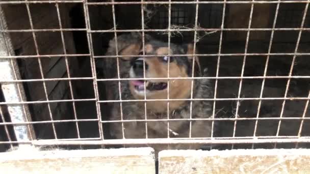 在动物收容所里等待收养的狗 动物收容所笼中无家可归的狗的画像 狗儿锁住了 — 图库视频影像