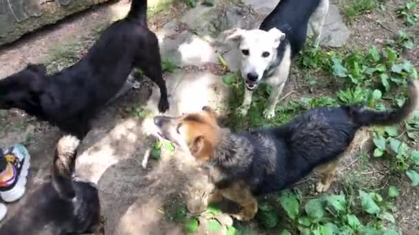 シェルター内の野良犬 フェンスの後ろに多くの異なる大きな犬 — ストック動画