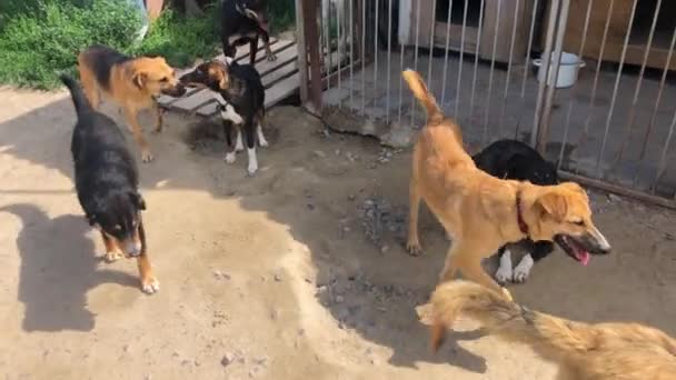 Streunende Hunde Tierheim Viele Verschiedene Große Hunde Hinter Den Zäunen — Stockvideo