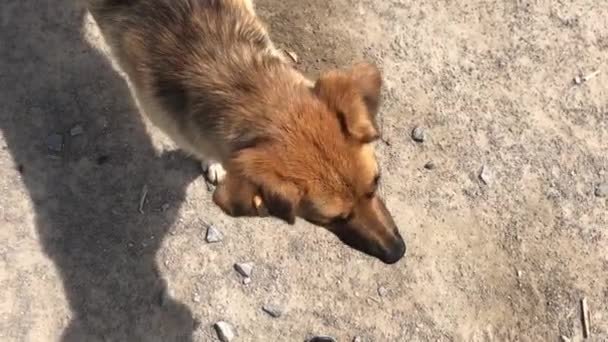 Cães Rastejantes Abrigo Cão Abrigo Animais Espera Adopção Retrato Cão — Vídeo de Stock