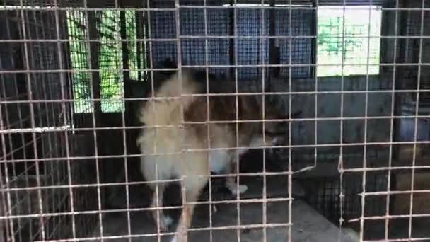 Perro Refugio Animales Esperando Adopción Retrato Perro Sin Hogar Jaula — Vídeo de stock