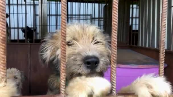 在动物收容所里等待收养的狗 动物收容所笼中无家可归的狗的画像 狗儿锁住了 — 图库视频影像