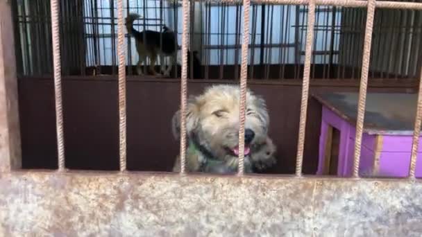 Hund Djurhem Väntar Adoption Porträtt Hemlös Hund Djurskyddsbur Kennelhundar Låsta — Stockvideo