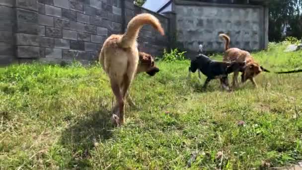 Barınakta Başıboş Köpekler Var Çitlerin Arkasında Bir Sürü Büyük Köpek — Stok video