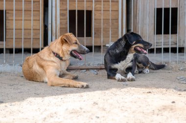 Hayvan barınağında sahipsiz köpekler evlat edinilmeyi bekliyor. Köpekler çitlerin arkasında