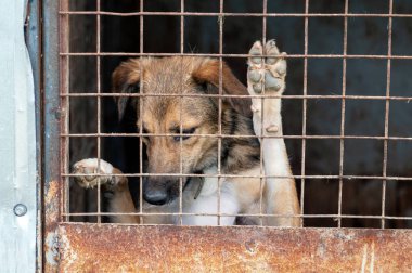 Hayvan barınağında sahiplenilmeyi bekleyen başıboş bir köpek. Hayvan barınağındaki evsiz köpek portresi. Köpek çitlerin arkasında.