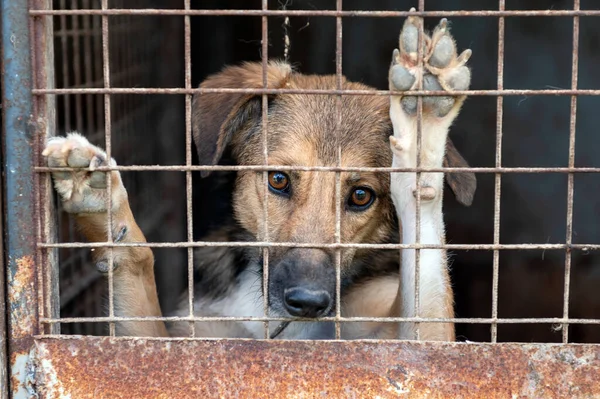 在动物收容所里放狗 等待收养 动物收容所笼中无家可归的狗的画像 狗在栅栏后面 — 图库照片