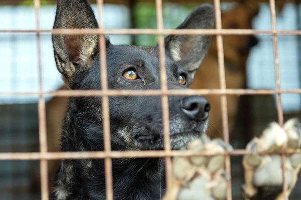 Perro Callejero Refugio Animales Esperando Adopción Retrato Perro Sin Hogar — Foto de Stock