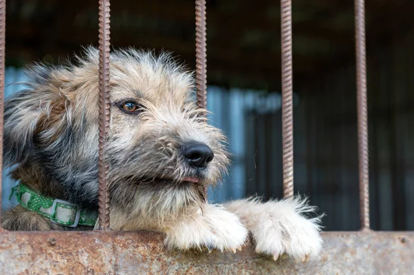 Hayvan barınağında sahiplenilmeyi bekleyen başıboş bir köpek. Hayvan barınağındaki evsiz köpek portresi. Köpek çitlerin arkasında.