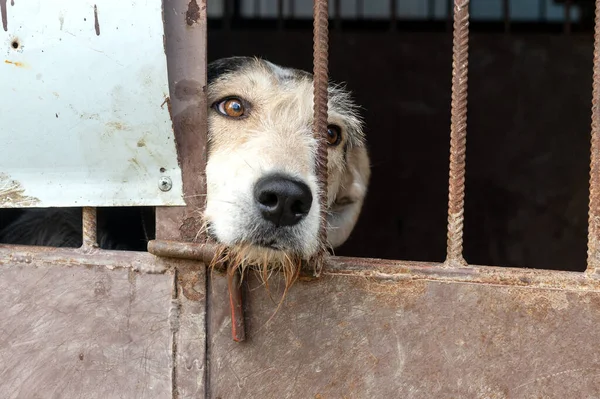 Perro Callejero Refugio Animales Esperando Adopción Retrato Perro Sin Hogar — Foto de Stock