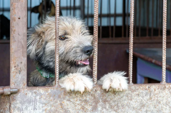 Stray Dog Animal Shelter Waiting Adoption Portrait Homeless Dog Animal — Stock Photo, Image
