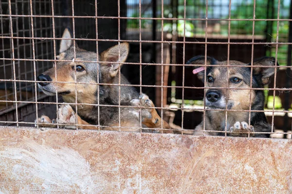 Perro Callejero Refugio Animales Esperando Adopción Retrato Perro Sin Hogar Fotos de stock