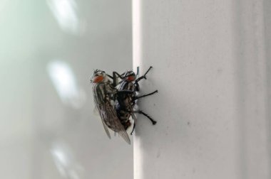 İki sinek çiftleşir. Erkek ve dişi sinekler çiftleşiyor. Yazın sevişen iki sinek.