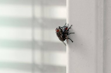 İki sinek çiftleşir. Erkek ve dişi sinekler çiftleşiyor. Yazın sevişen iki sinek.