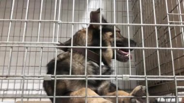 Üzgün, evsiz, köpek bir kafese kapatılmış. Hayvan barınağında kafeste evsiz bir köpek. Veteriner kliniğindeki köpek.. 