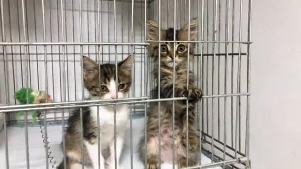 无家可归的小猫在动物收容所的笼子里 可爱的猫正在等待收养 — 图库视频影像