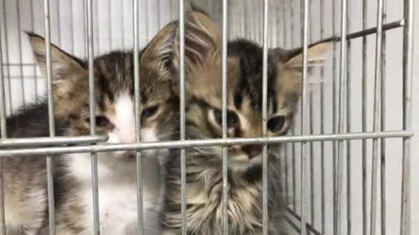 Бездомные Котята Клетке Приюте Животных Милая Кошка Ждет Удочерения — стоковое видео