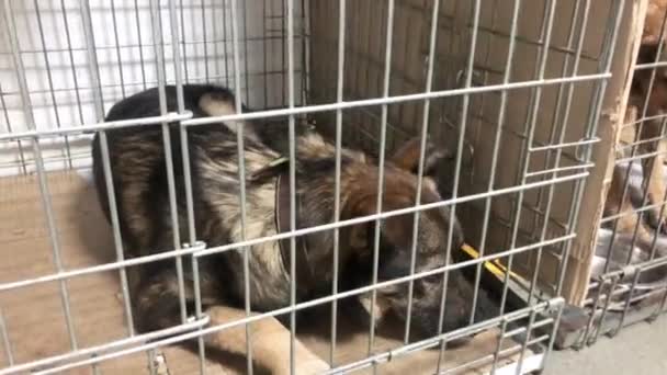 可怜无家可归的杂种狗关在笼子里 无家可归的狗在动物收容所的笼子里 兽医诊所的狗 — 图库视频影像