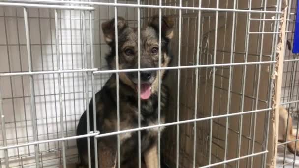 Üzgün Evsiz Köpek Bir Kafese Kapatılmış Hayvan Barınağında Kafeste Evsiz — Stok video