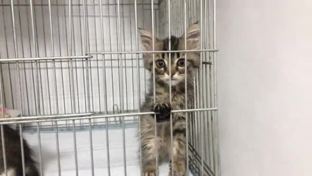 Hemlösa Kattungar Bur Ett Djurhem Söt Katt Väntar Adoption — Stockvideo